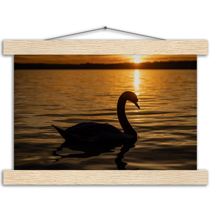 Schwan im Sonnenuntergang Premium Poster mit Holzeisten