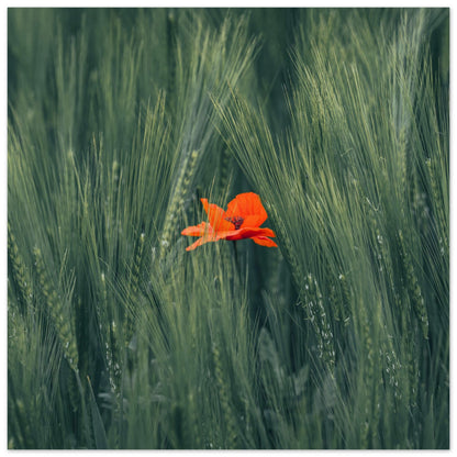 Rote Blume im Grünen Weizenfeld  - Premium Poster