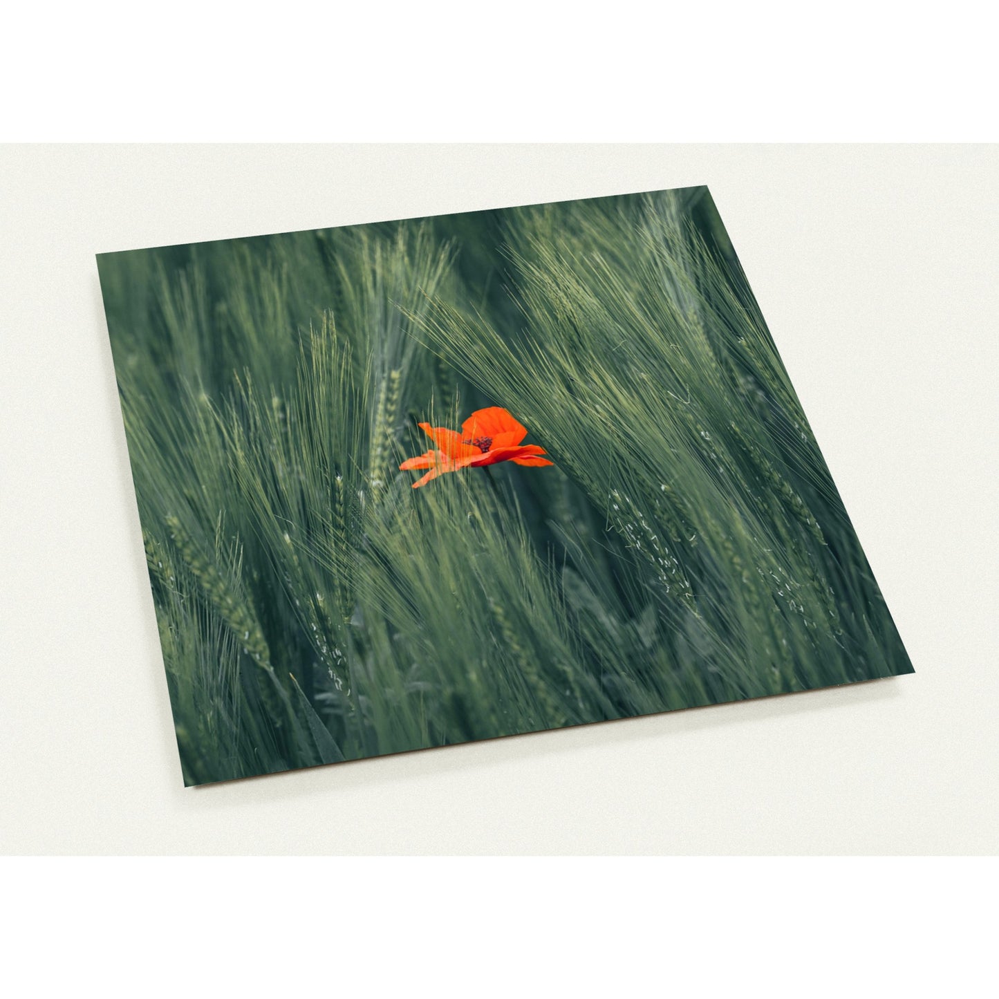 Rote Blume im Grünen Weizenfeld Grusskarten-Set mit 10 Karten (2-seitig, mit Umschläge)