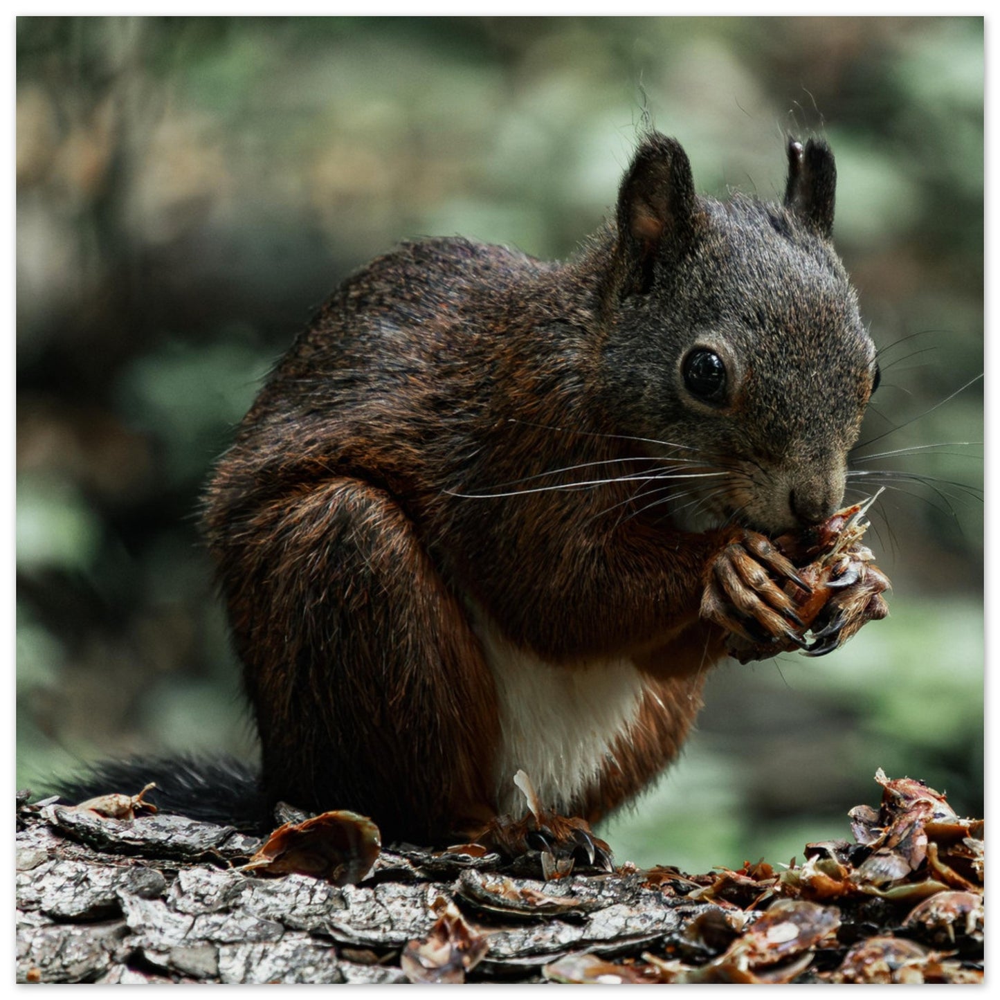 Eichhörnchen - Premium Poster