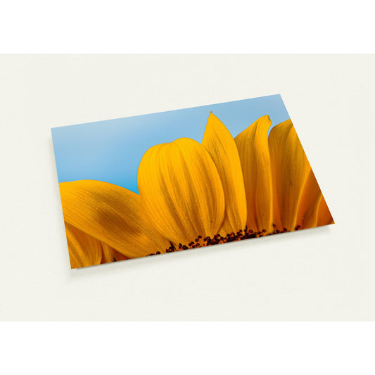 Sonnenblume Grusskarten-Set mit 10 Karten (2-seitig, mit Umschläge)