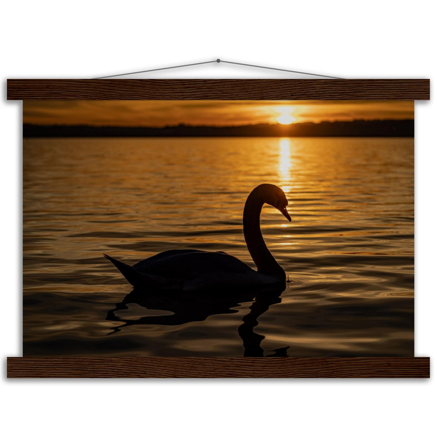 Schwan im Sonnenuntergang Premium Poster mit Holzeisten
