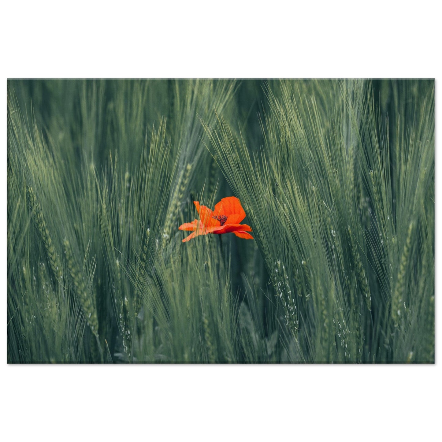 Rote Blume im Grünen Weizenfeld – Leinwand