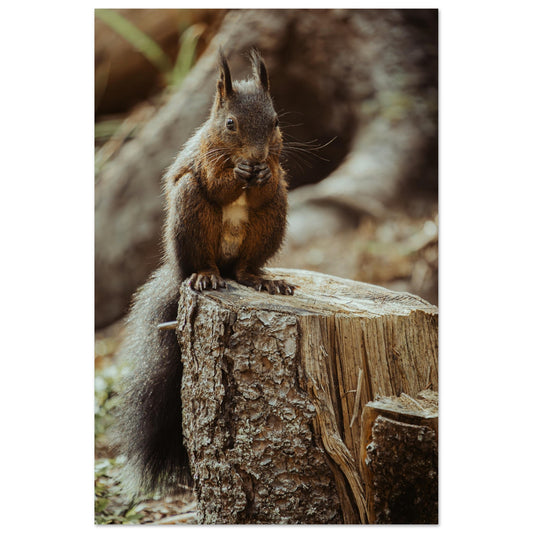 Eichhörnchen im Wald - Premium Poster
