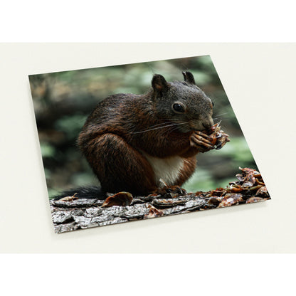 Eichhörnchen Set mit 10 Karten (2-seitig, mit Umschläge)