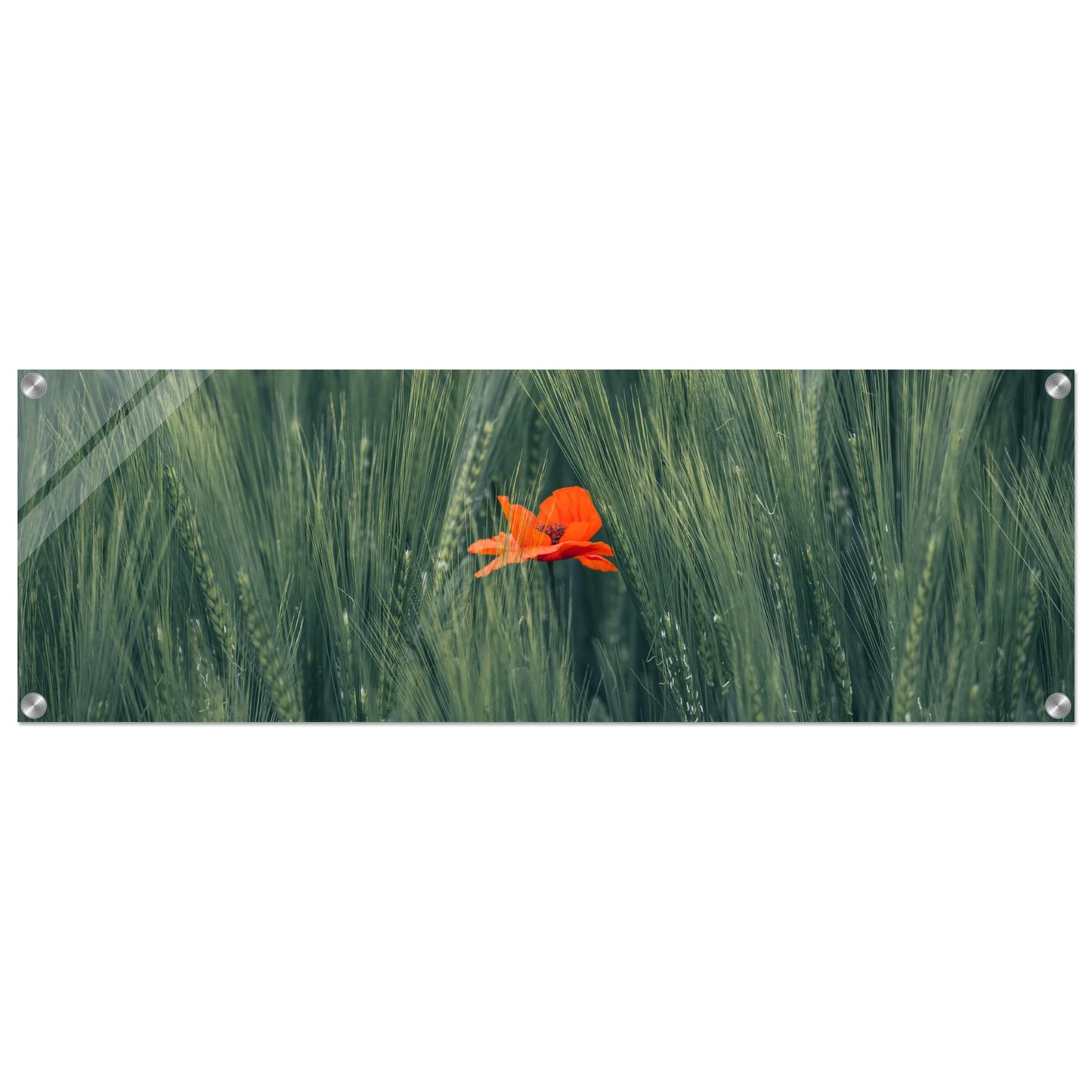 Rote Blume im Grünen Weizenfeld - Acrylglasdruck