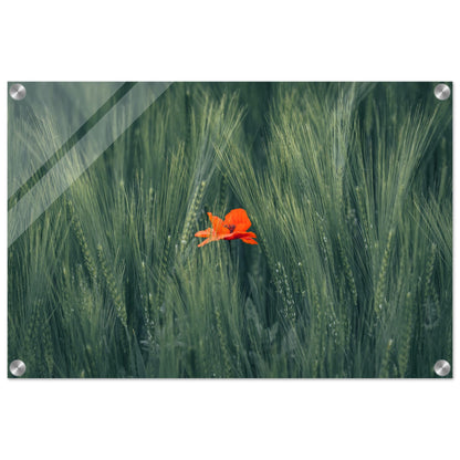 Rote Blume im Grünen Weizenfeld - Acrylglasdruck