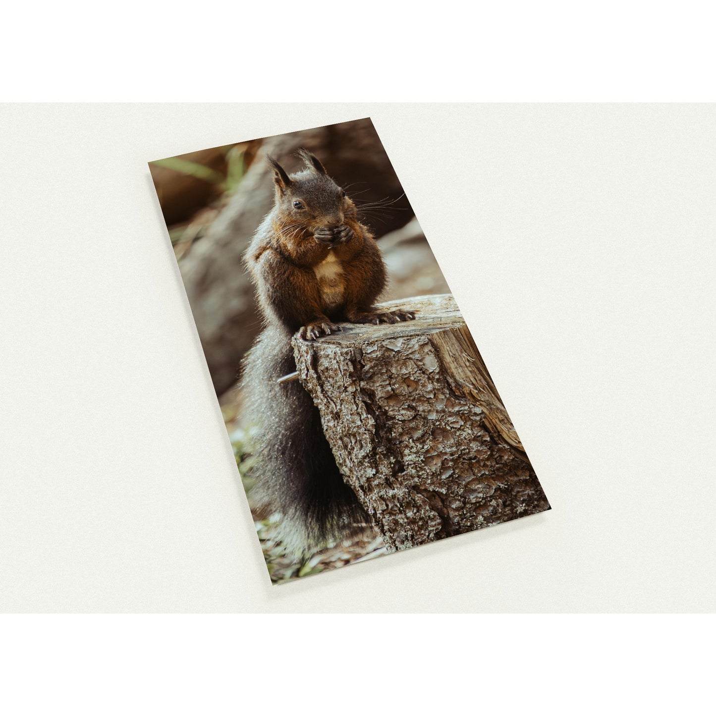 Eichhörnchen im Wald - 10er Set Ansichtskarten mit Umschlägen