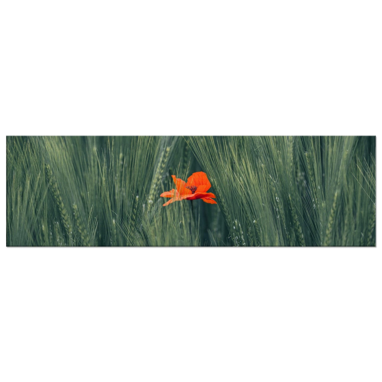Rote Blume im Grünen Weizenfeld – Leinwand