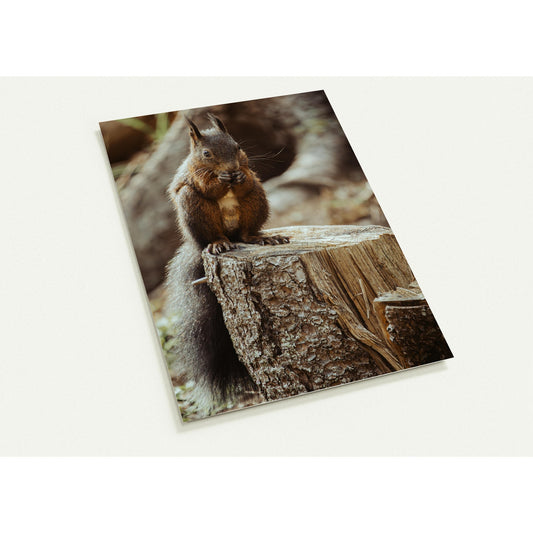 Eichhörnchen im Wald - 10er Set Ansichtskarten mit Umschlägen