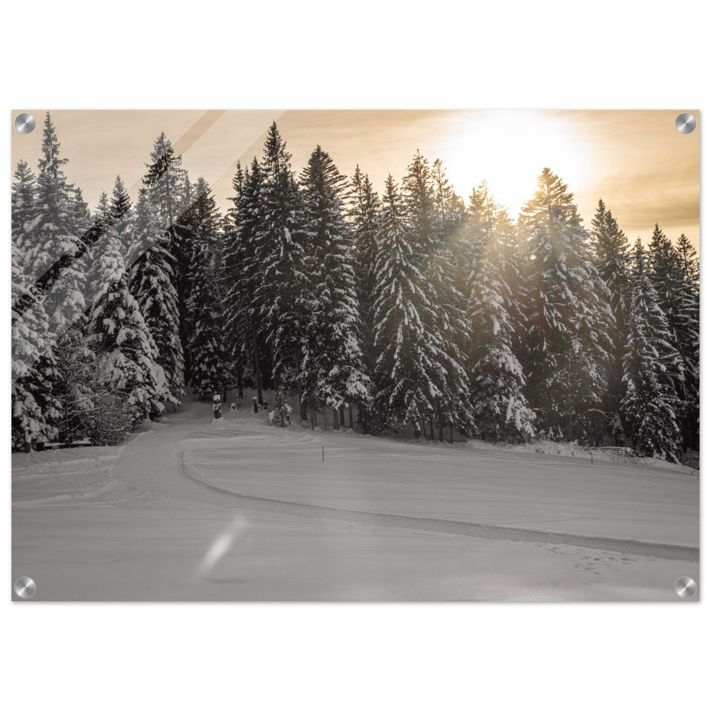 Acrylglasdruck Sonnenstrahlen über verschneitem Wald
