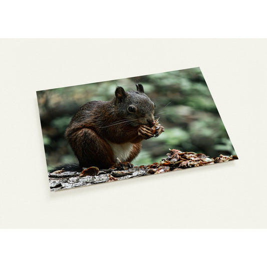 Eichhörnchen Set mit 10 Karten (2-seitig, mit Umschläge)