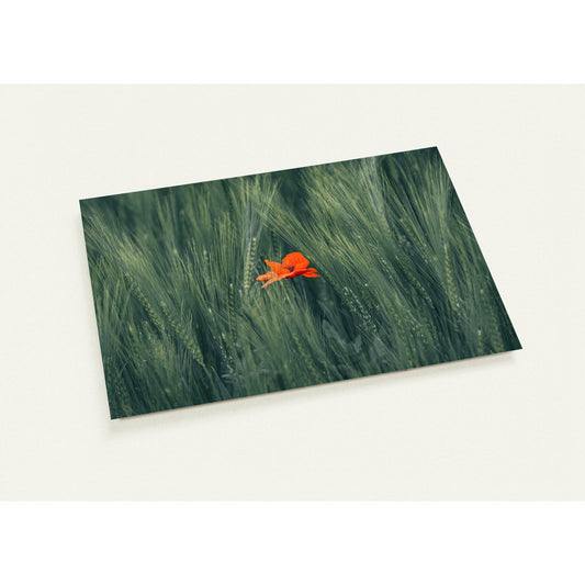 Red Flower in Green Wheat Field Greeting Card Set of 10 Cards (2 Sided, with Envelopes)
