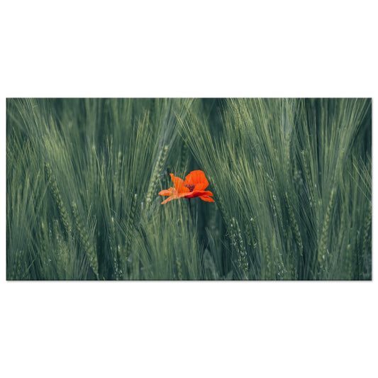 Red Flower in Green Wheat Field – Canvas