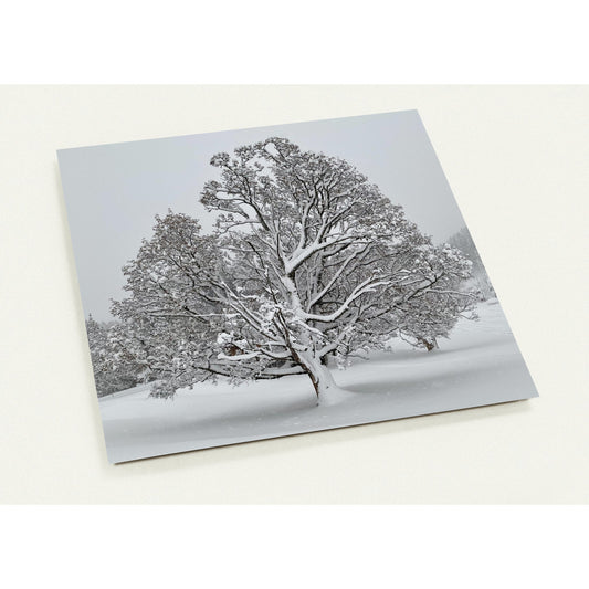 Winterzauber mit Baum Set mit 10 Karten (2-seitig, mit Umschläge)