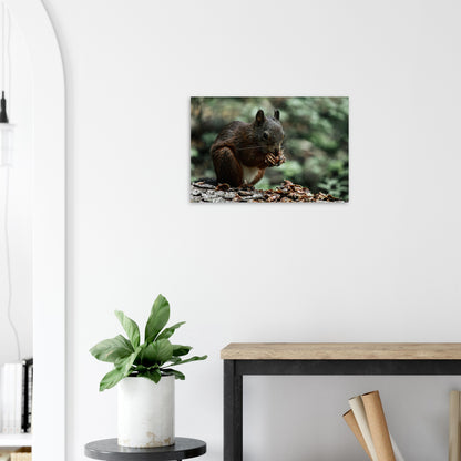 Eichhörnchen - Premium Poster